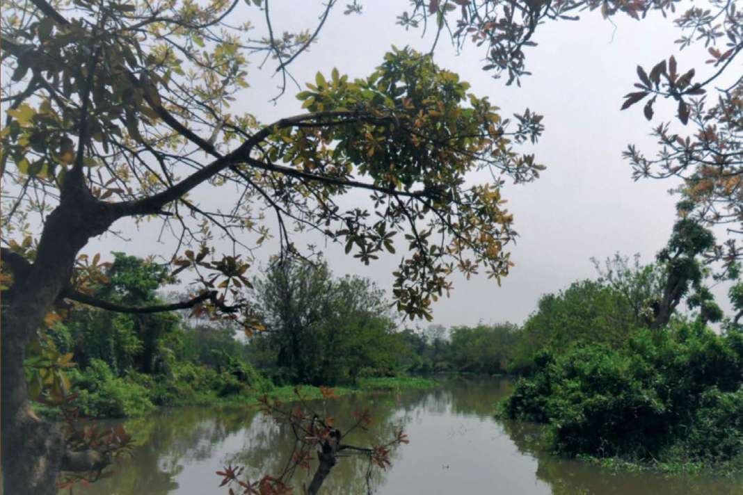 ما هي خدمات النظام البيئي؟