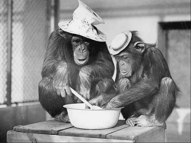 تمامًا مثل البشر، يركز الشمبانزي على بناء علاقات صداقة متينة مع التقدم في السن