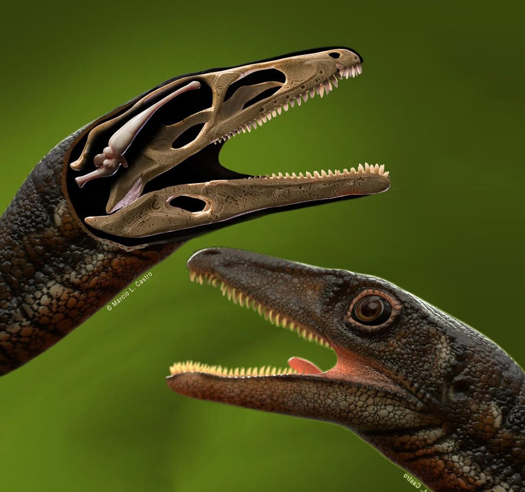 للمرة الأولى، إعادة بناء دماغ كامل لأحد أقدم الديناصورات