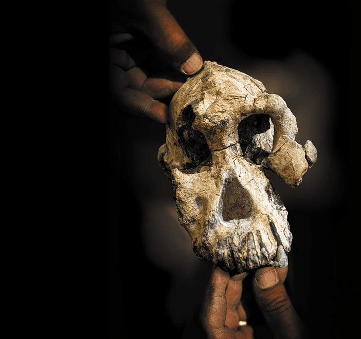 جمجمة سلف الإنسان قبل سبعة ملايين عام قد لا تكون مثلما نظن