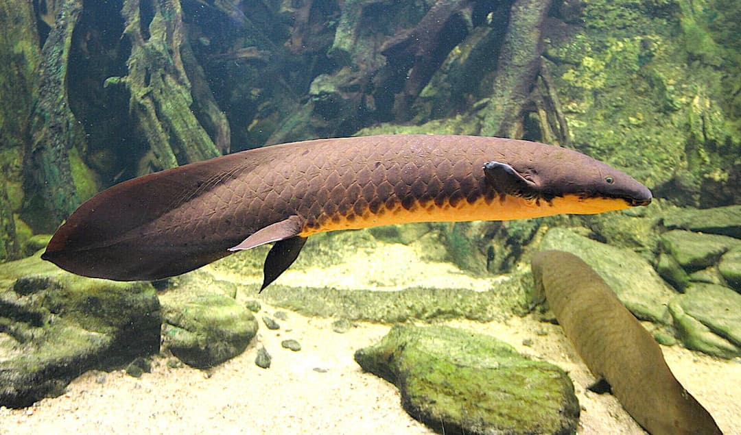 جينوم السمكة الرئوية يشرح كيف وثبنا للمرة الأولى إلى اليابسة