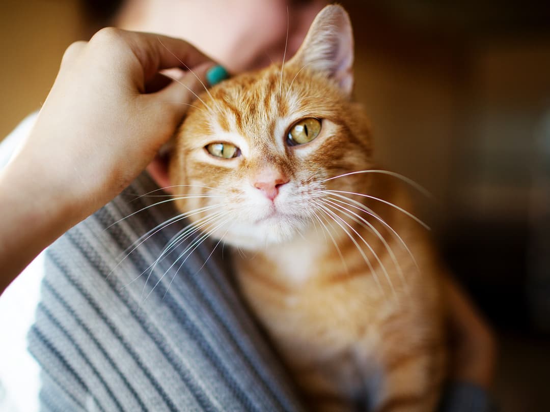 حمى خدش القطة: الأسباب والأعراض والتشخيص والعلاج