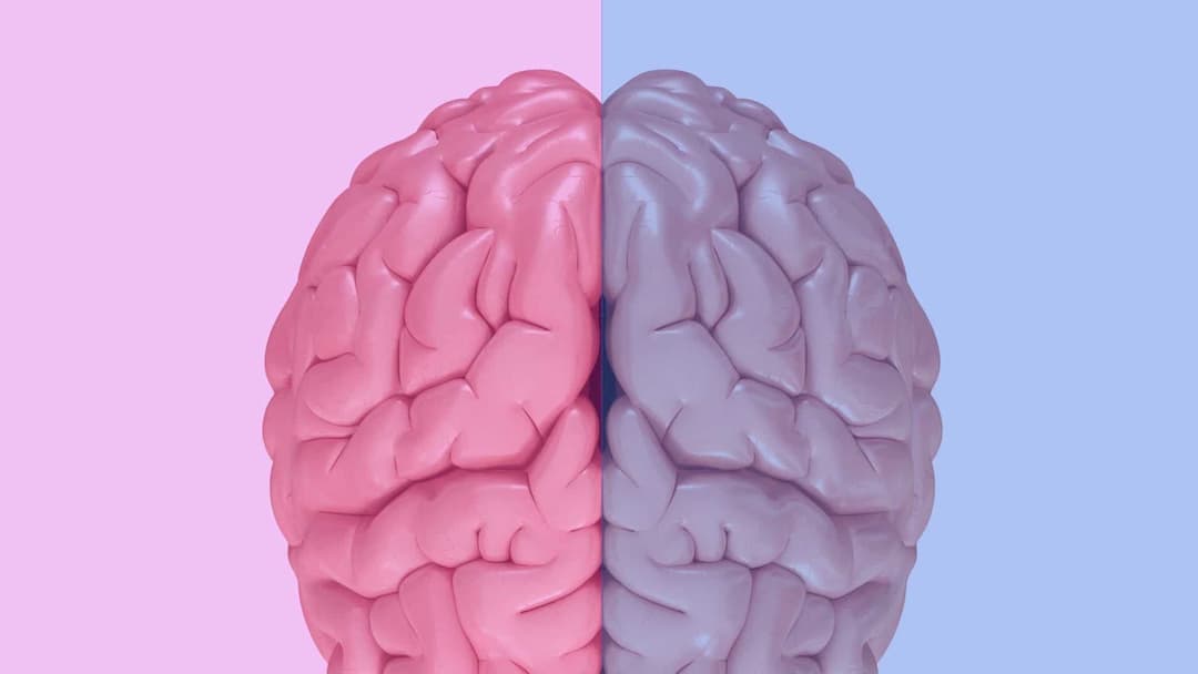 لا وجود لاختلافات وظيفية بين أدمغة الذكور والإناث