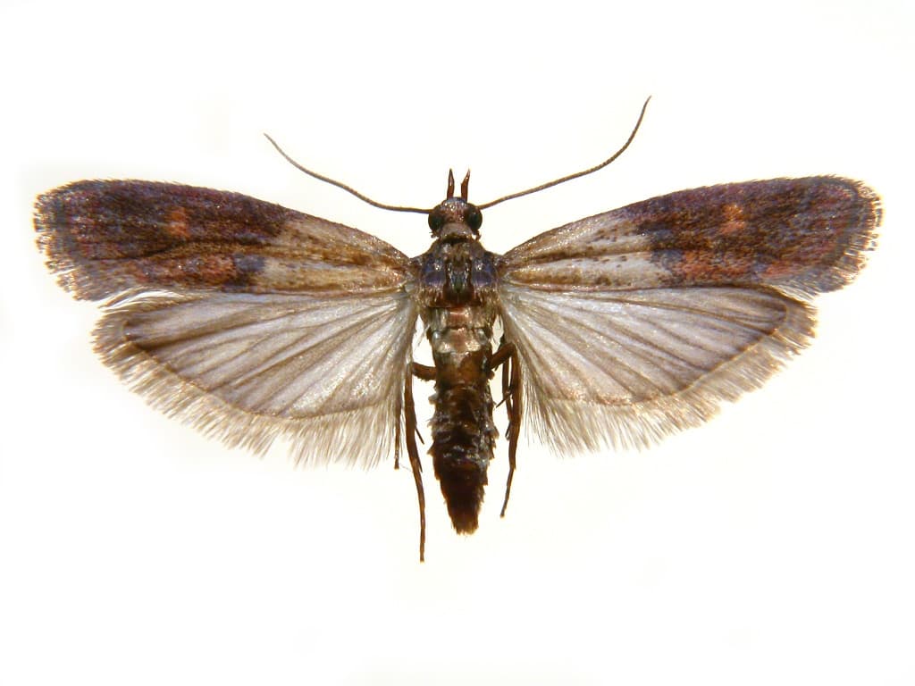 العث آكل جنسه يساعد العلماء على فهم كيفية تطور الأنانية