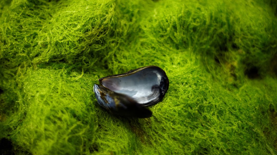 اكتشاف أول نوع طحالب ثلاثي الجنس