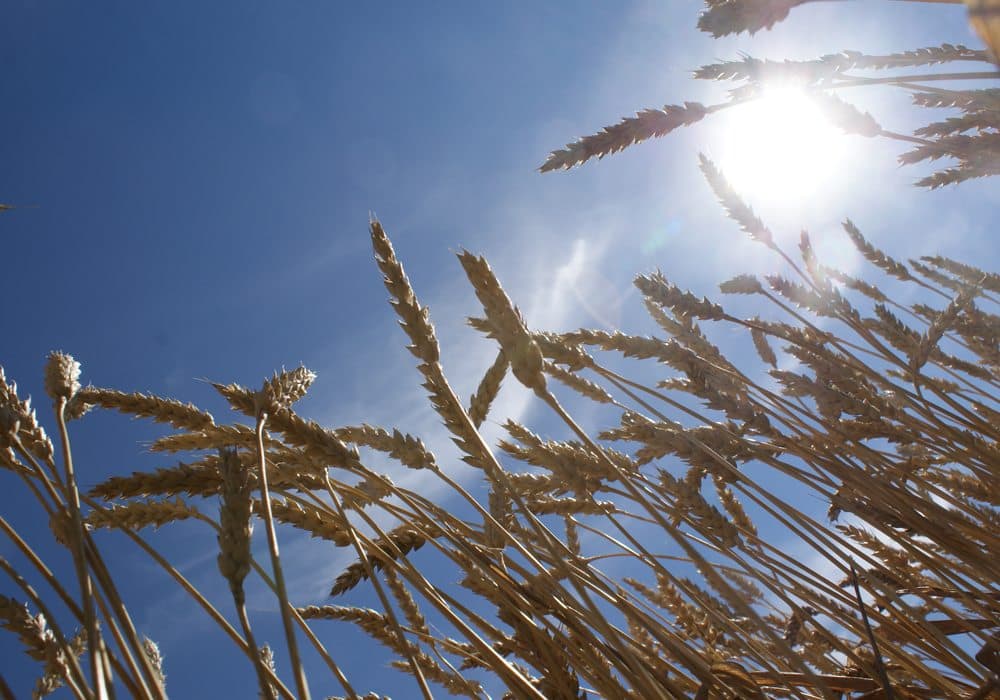 ظاهرة مناخية عالمية تؤدي بنحو 6 مليون طفل إلى الجوع الشديد