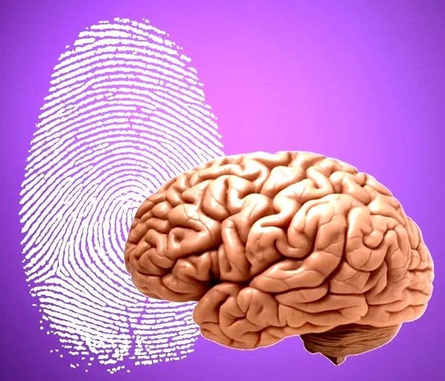 ما الذي تخبرنا به بصمة الدماغ حول كيفية عمل الدماغ البشري؟