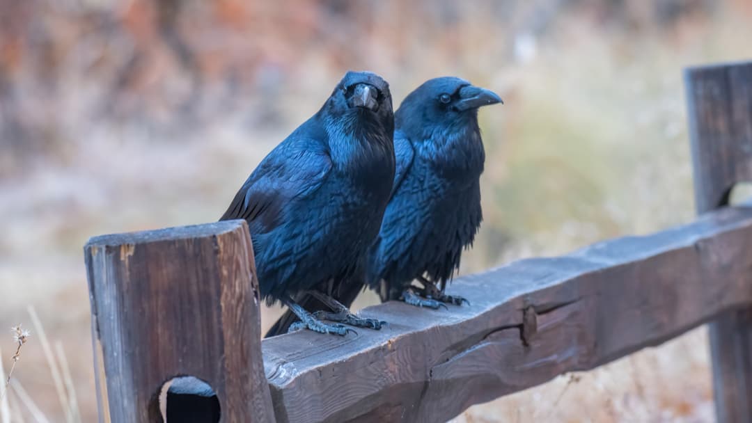 الغراب ذكي لدرجة أنه يقدر قيمة الأدوات التي يستخدمها