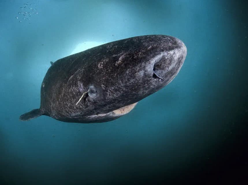 مخلوق مائي غريب قد يكون أقدم سلف معروف لجميع الفقاريات