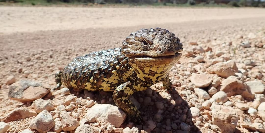 الحيوانات ذات الدم البارد قد تحمل سر الحياة الطويلة؛ فبعضها لا يتقدم بالعمر نهائيًا!