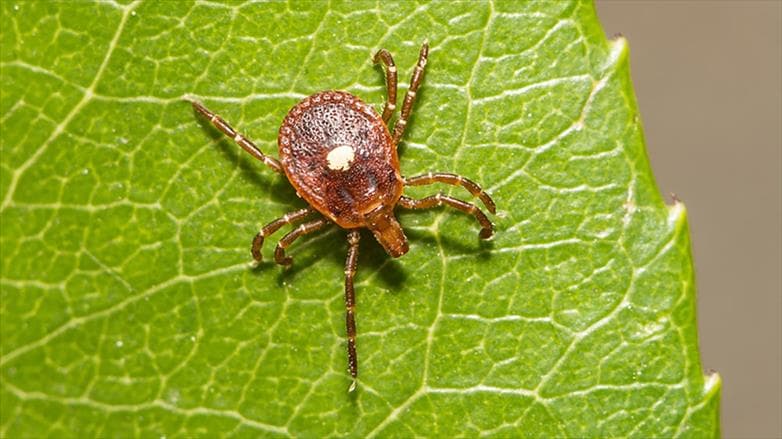 متلازمة ألفا-غال: حين تصاب بحساسية اللحوم بسبب لعاب القراد!