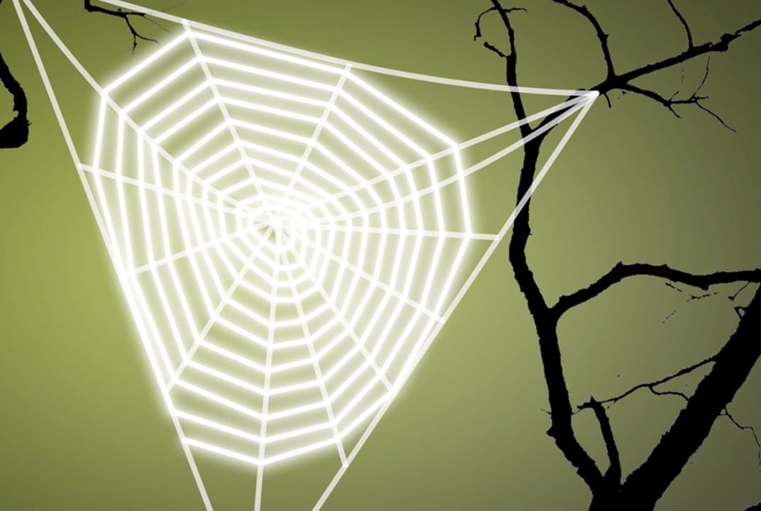 كيف تصنع العناكب شبكاتها؟