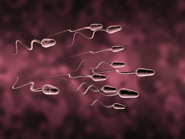 السباحة الجماعية للحيوانات المنوية تكسبها مزايًا تختلف عن حركة النطفة لوحدها