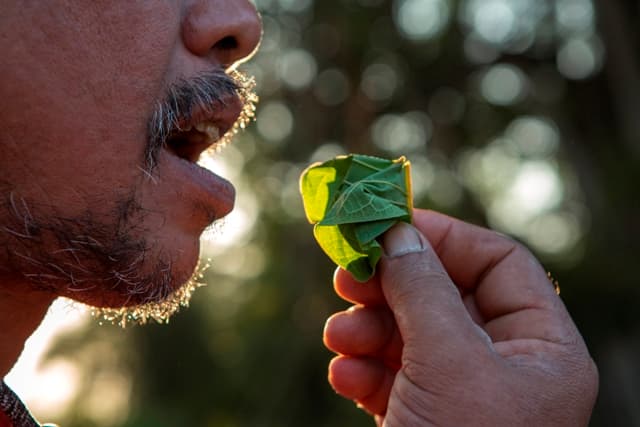 قد يكون للطاقة التي احتاجها مضغ الطعام أثر على منحى تطور أشباه البشر