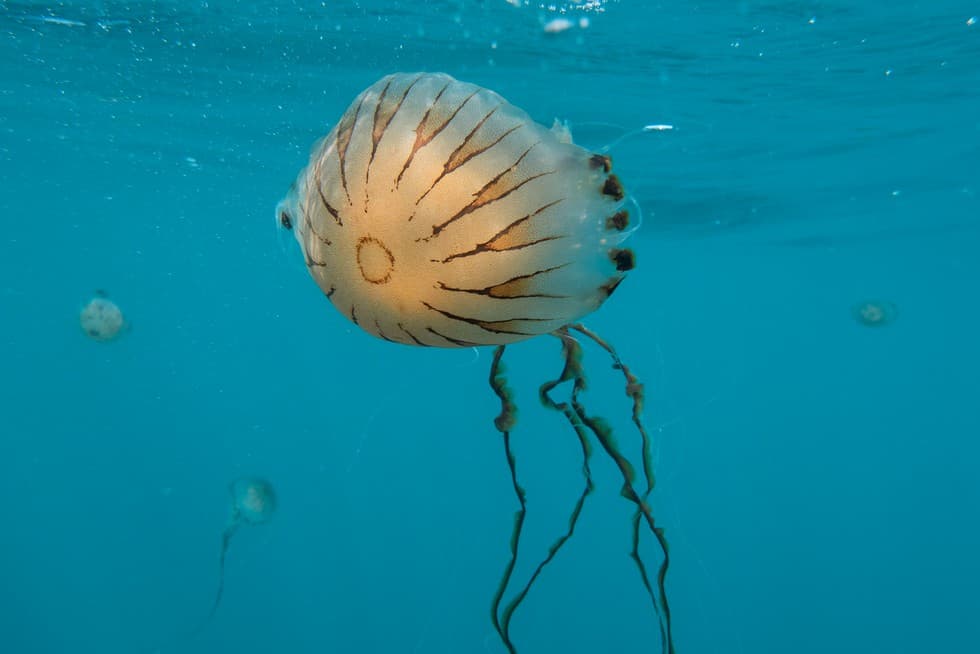 لسعات قنديل البحر: الأعراض والتشخيص والعلاج