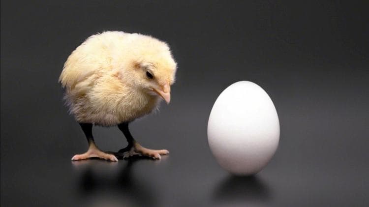 من جاء أولًا البيضة أم الدجاجة؟