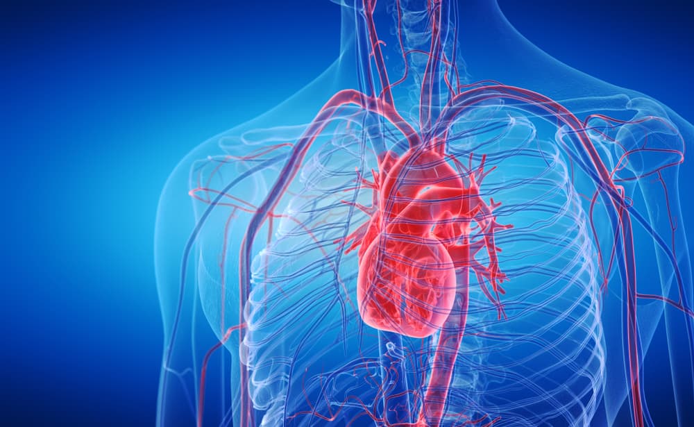 الداء القلبي الإكليلي غير الساد: الأسباب والأعراض والتشخيص والعلاج