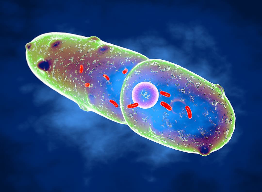الكلبسيلا الرئوية: كل ما تحتاج إلى معرفته