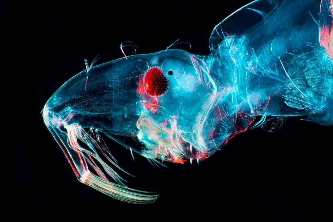 تفشي فيروس أوربوش يضرب أوروبا مع تأكيد الوفيات الأولى في البرازيل