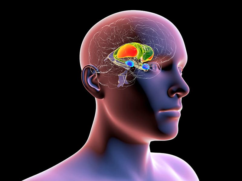 اكتشاف الآلية التي تحفز الخوف في الدماغ عند الفئران