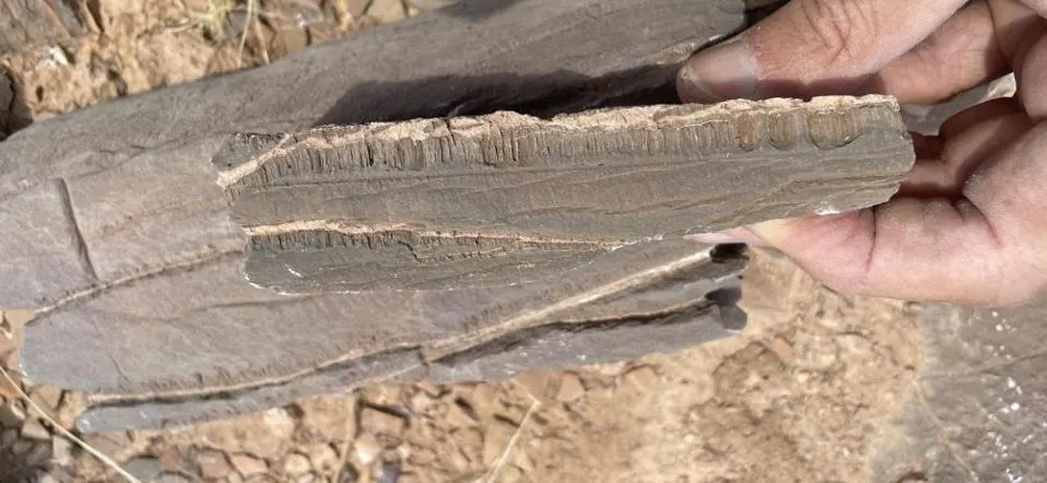 أنفاق غامضة داخل الصخور تكشف عن حياة ميكروبية مجهولة منذ ملايين السنين