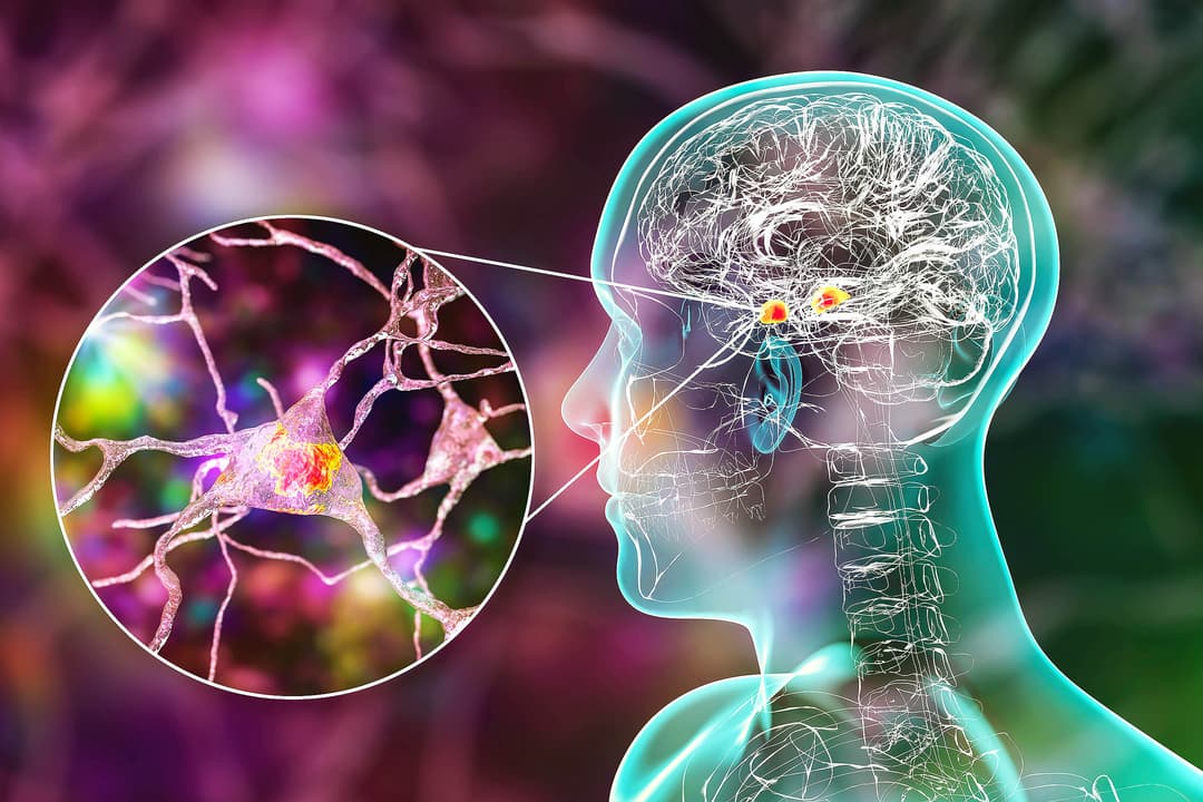 رسم خريطة ثلاثية الأبعاد لجزء صغير من دماغ فأر تكشف عن تعقيدات مذهلة