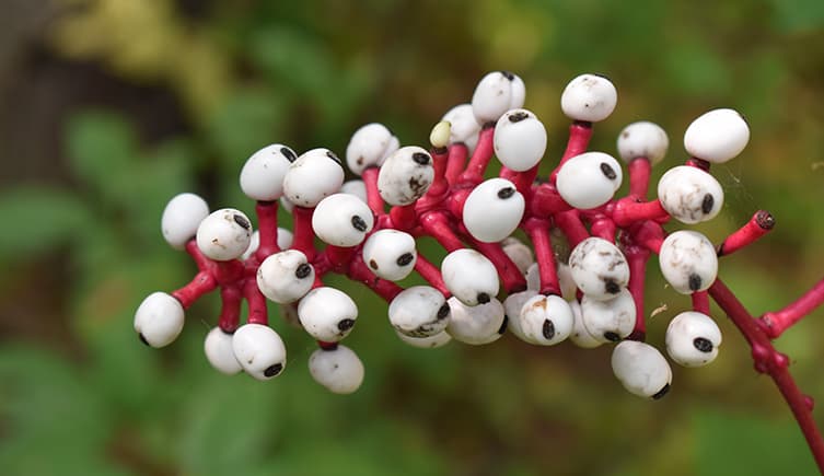 أسرار لا تُصدق عن عالم النباتات الخفي