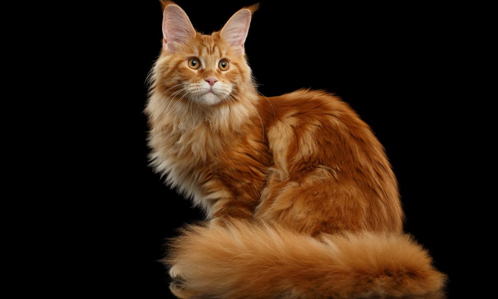 فك شفرة خرخرة القطط: الجينات تحدد كيف تتواصل القطط مع البشر والغرباء!