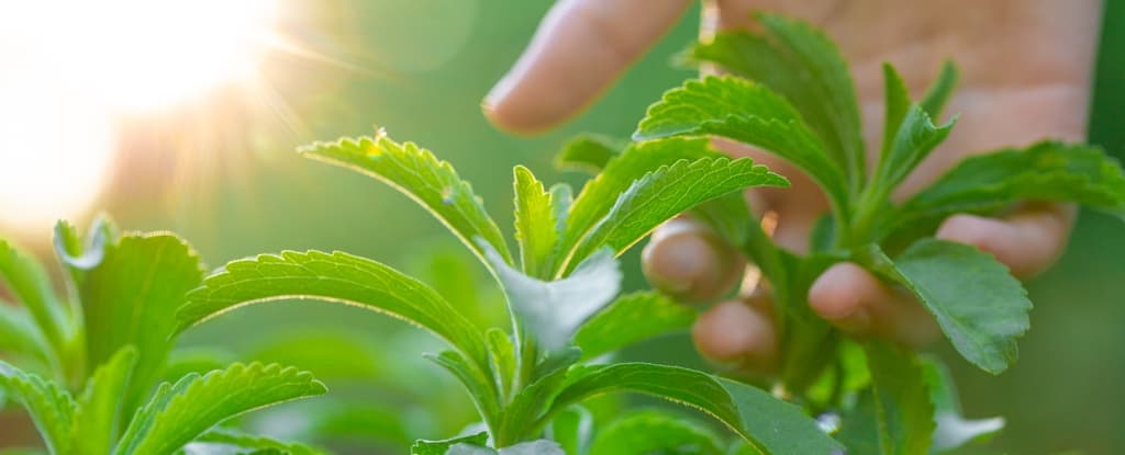 هذا المحلي الطبيعي الخالي من السعرات قد يتحول إلى سلاح سري ضد السرطان!