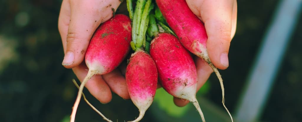 قد تمتص الخضراوات الطازجة جزيئات البلاستيك مباشرةً من التربة!