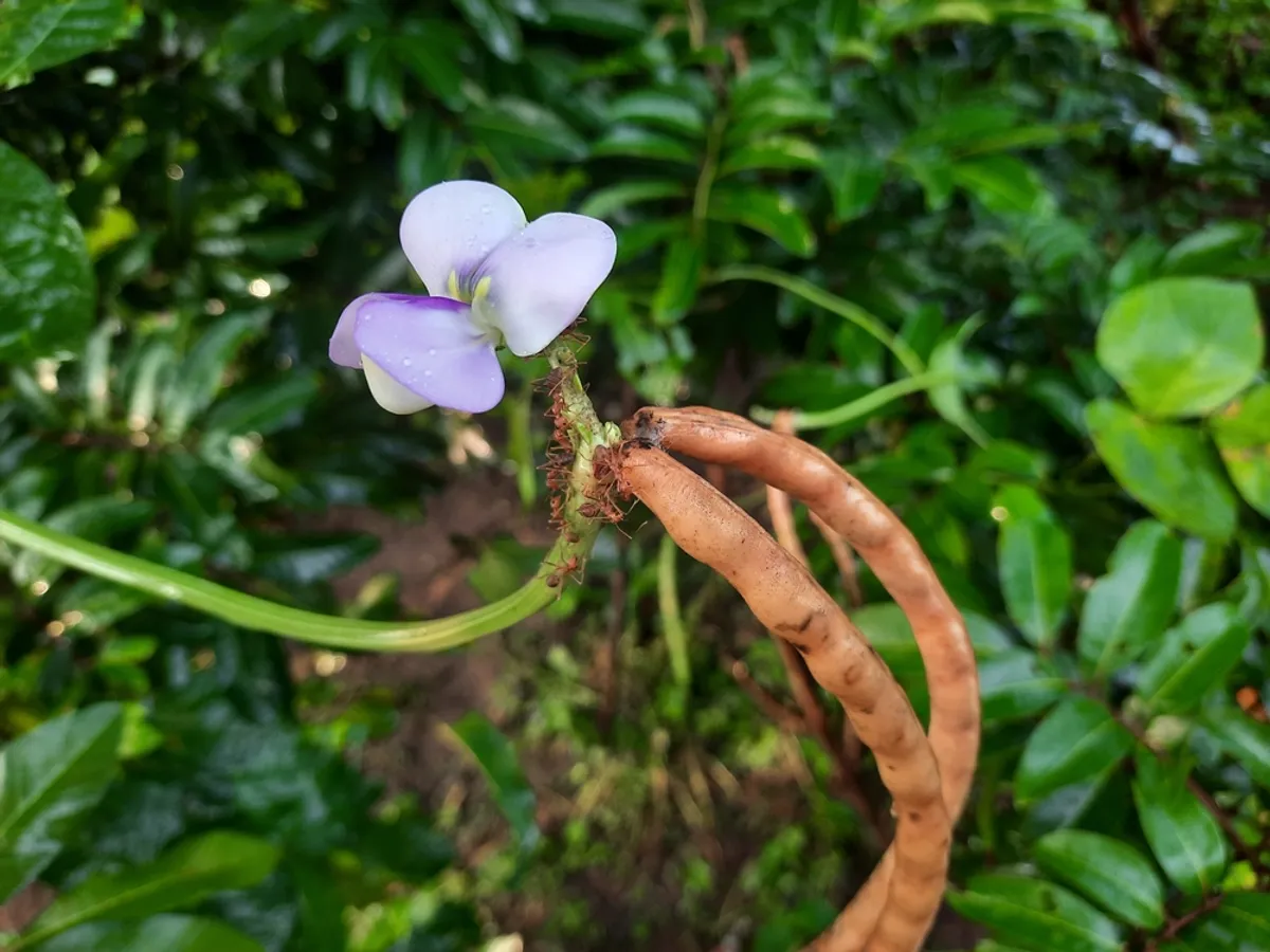 فيروس موجود في نبات اللوبيا قد يُستخدم لعلاج السرطان!