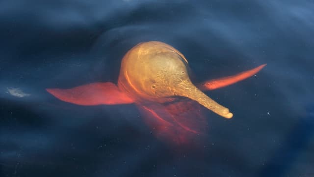 بحيرات الأمازون تغلي: نفوق مئات الدلافين، وإنذار بكارثة كونية