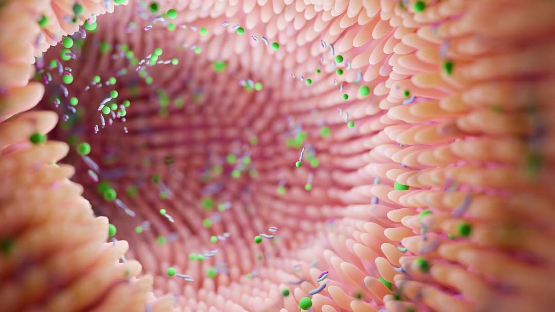 ما الرابط بين بكتيريا الأمعاء والإصابة بالاكتئاب ثنائي القطب؟