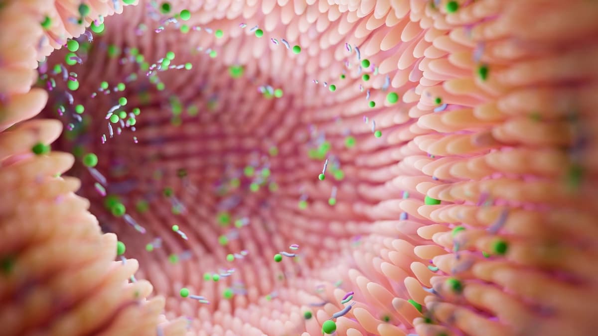 ما الرابط بين بكتيريا الأمعاء والإصابة بالاكتئاب ثنائي القطب؟