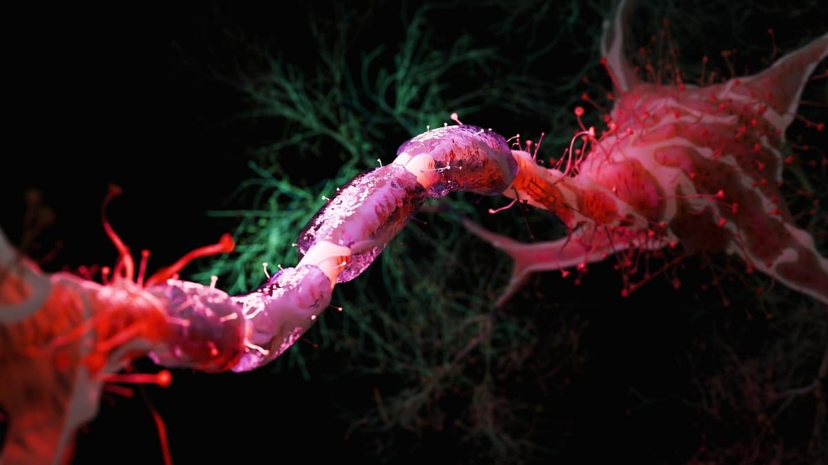 هل يكفي تقليل السعرات 30% لإبطاء شيخوخة الدماغ؟