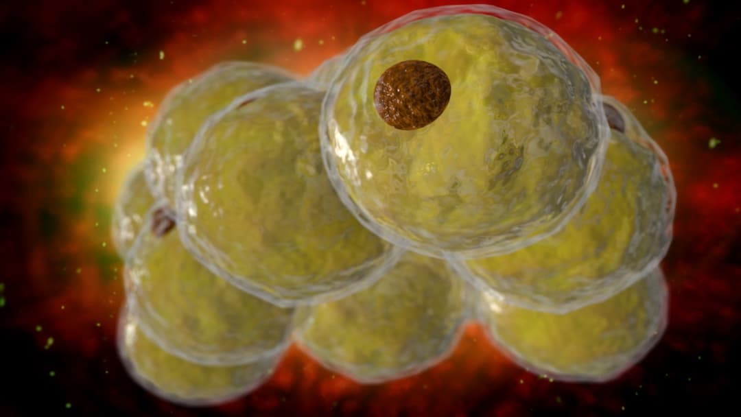 حدد العلماء مفتاحًا جينيًا يمكنه إبطاء إنتاج الخلايا الدهنية