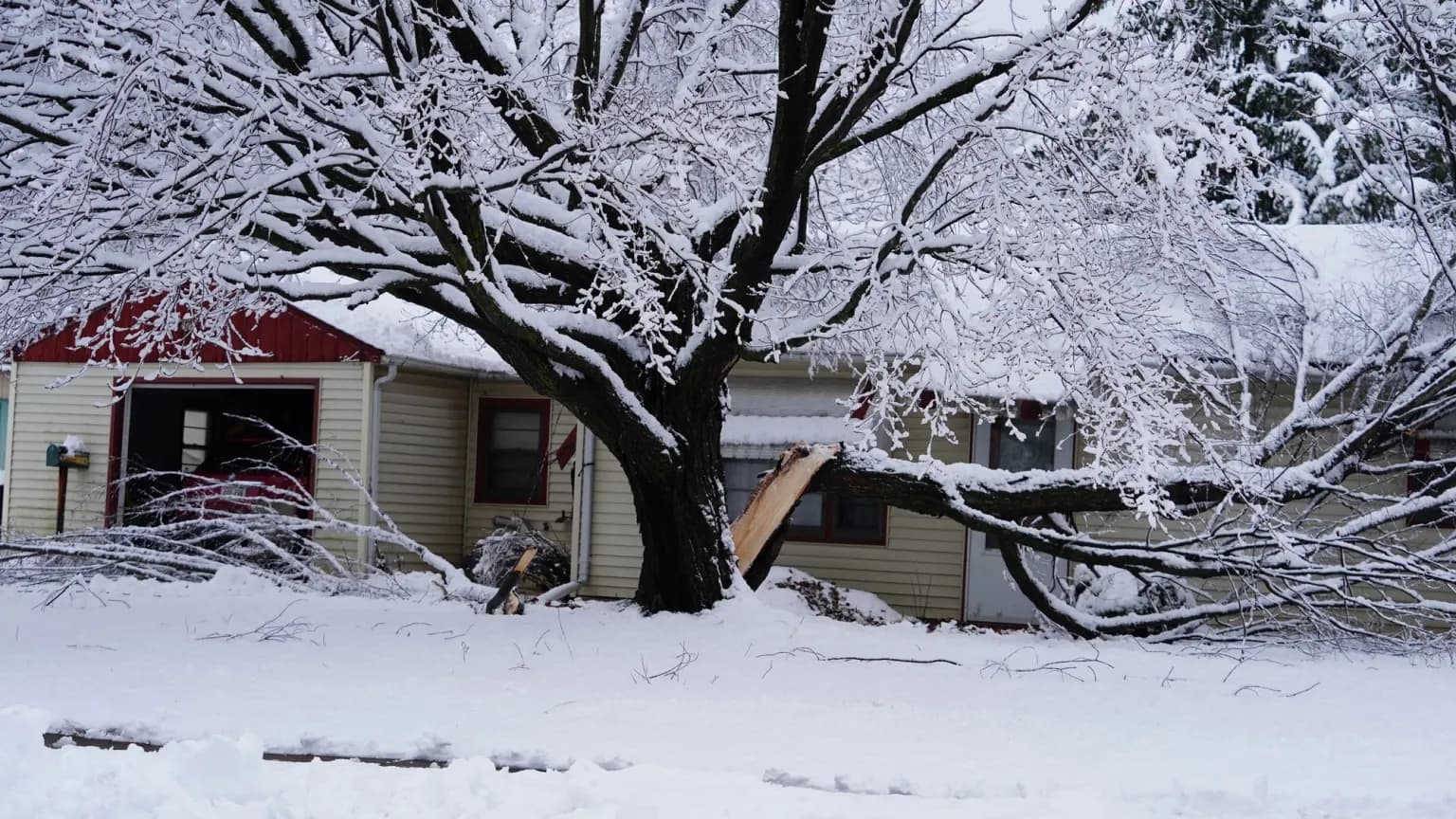 لماذا تطلق الأشجار أصواتًا تشبه الانفجارات في الجو شديد البرودة؟