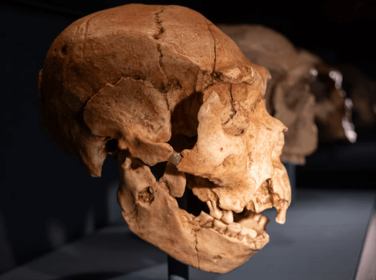 الذكاء الاصطناعي يقدم معلومات مضللة وخاطئة عند سؤاله عن إنسان النياندرتال