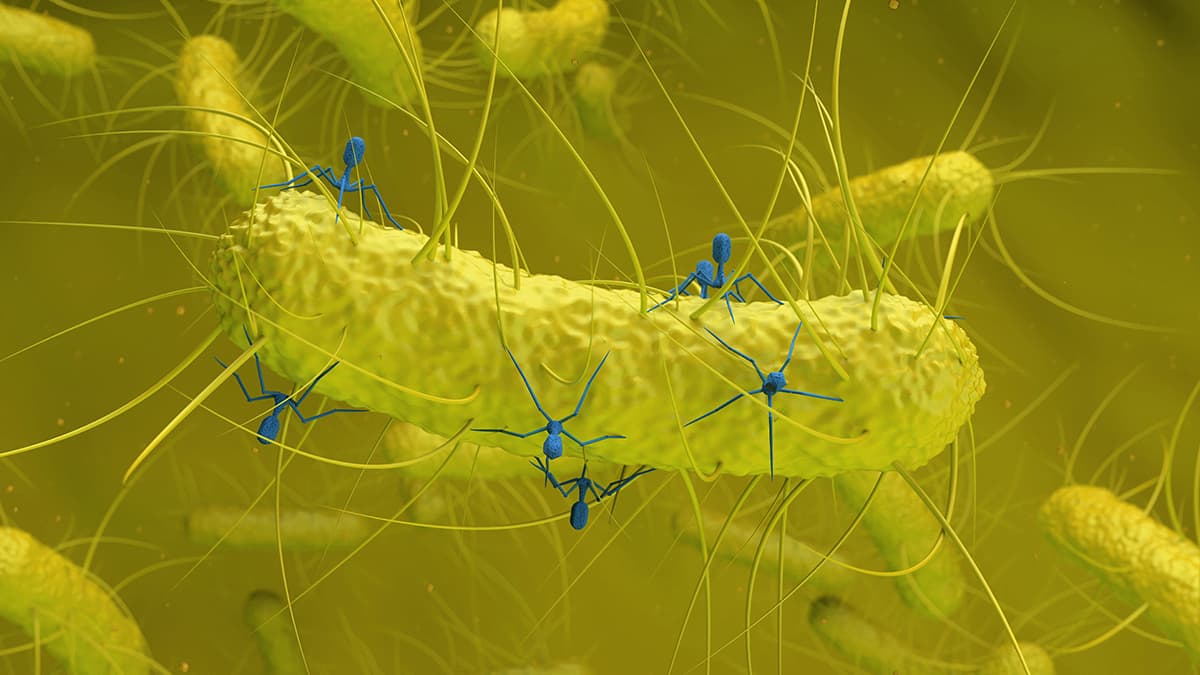 فيروس خفي موجود في بكتيريا الأمعاء مرتبط بسرطان القولون والمستقيم!