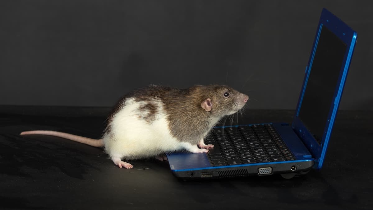 العلماء يعيدون بناء فيديو لما رأته الفئران عبر تحليل أدمغتها!