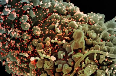 أخطر اثني عشر فيروسًا على وجه الأرض - الفوز في المعركة ضد الفيروسات - فيروسات هانتا - الجدري - فيروس ماربورغ - الإيبولا - سارس-كوف-2