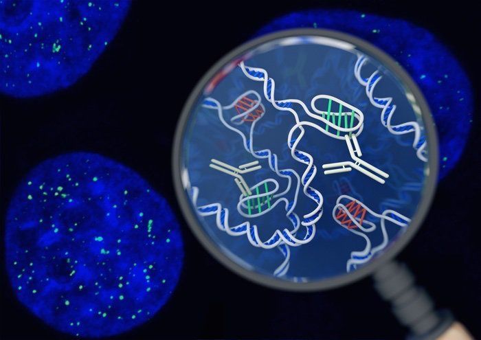 مفاجأة علمية من العيار الثقيل: اكتشاف نوع جديد من الحمض النووي داخل الخلايا البشرية