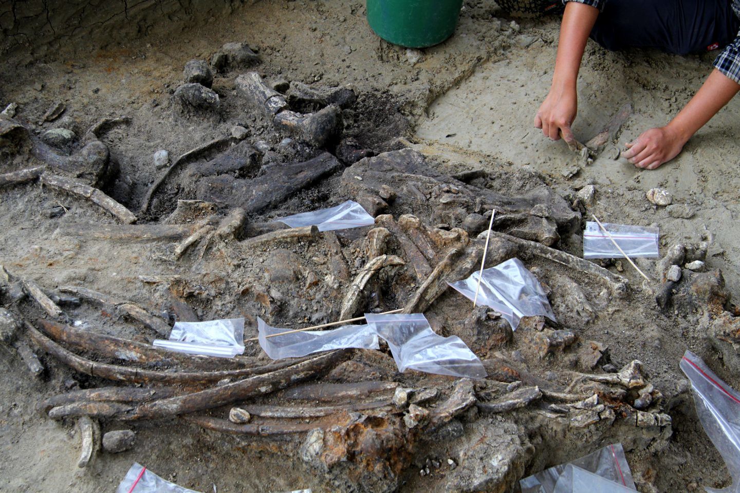 سلف غامض للإنسان كان يستخدم هذه الأدوات قبل 700 ألف سنة في الفلبين
