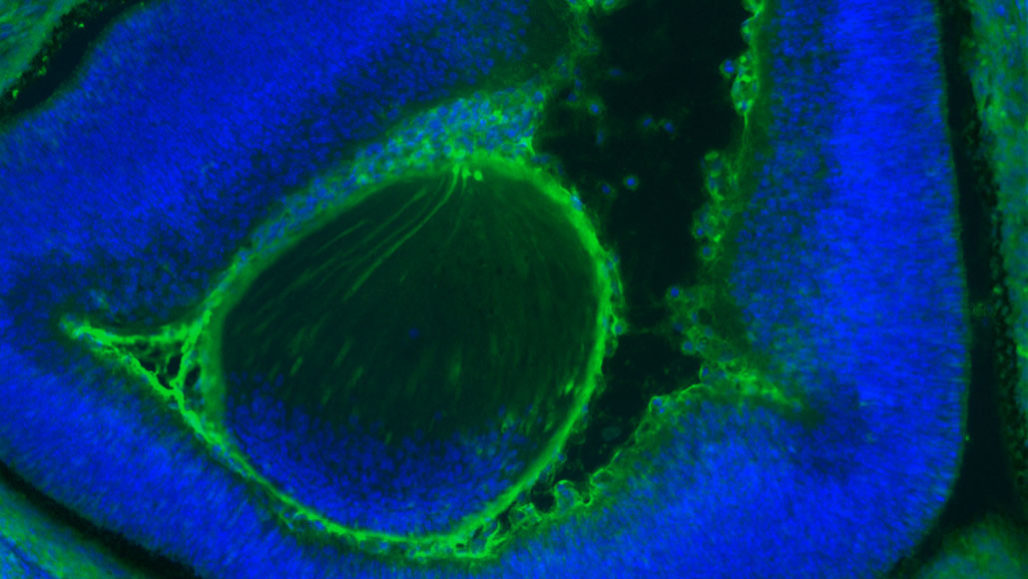 لأول مرة: توليد ملايين الخلايا البشرية الناضجة في جنين الفأر