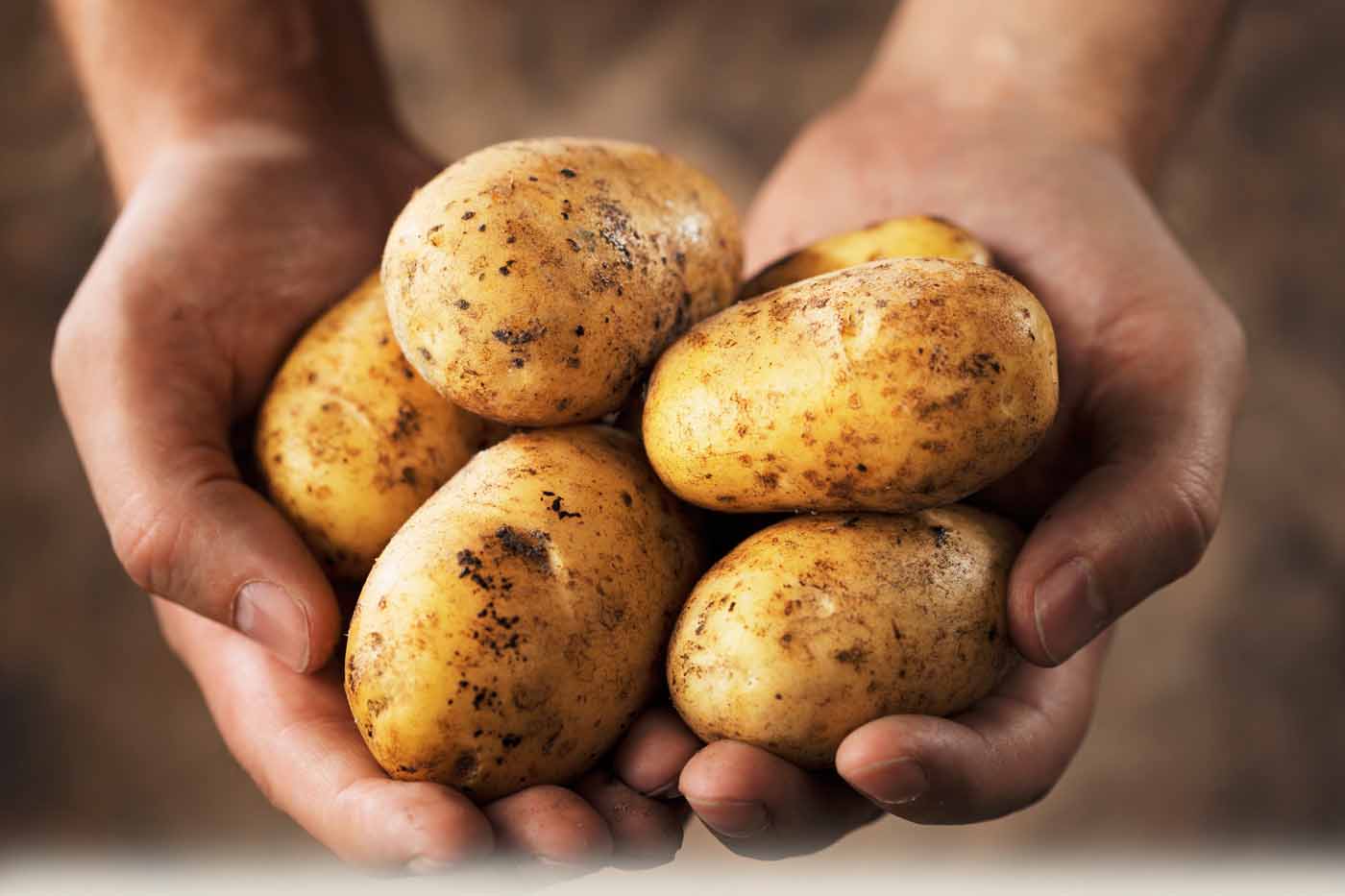 ما هو أصل البطاطا أو البطاطس ؟