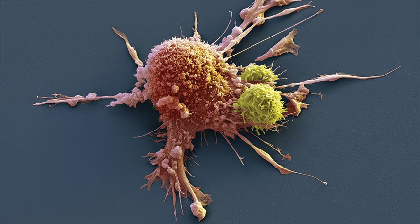 كيف يمكن جعل علاجات الخلايا "CAR-T" من أجل السرطان أكثر أمانًا وفعاليةً؟