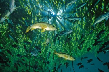 هل لارتفاع درجة حرارة المحيطات في خطوط العرض العليا نتيجة التغير المناخي أثر على التنوع البيولوجي للأسماك؟ سبب تنوع سلالات الأسماك