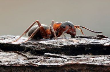 تمكُّن النمل المحجوز في مستودع نووي سوفيتي من النجاة بطريقة مرعبة جدًا عيش مجموعة من النمل دون وجود طعام أو ضوء أو مهرب في مستودع نووي