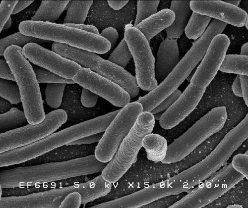 دراسة: البكتيريا قادرة على تغيير مدة سباتها لمقاومة المضادات الحيوية