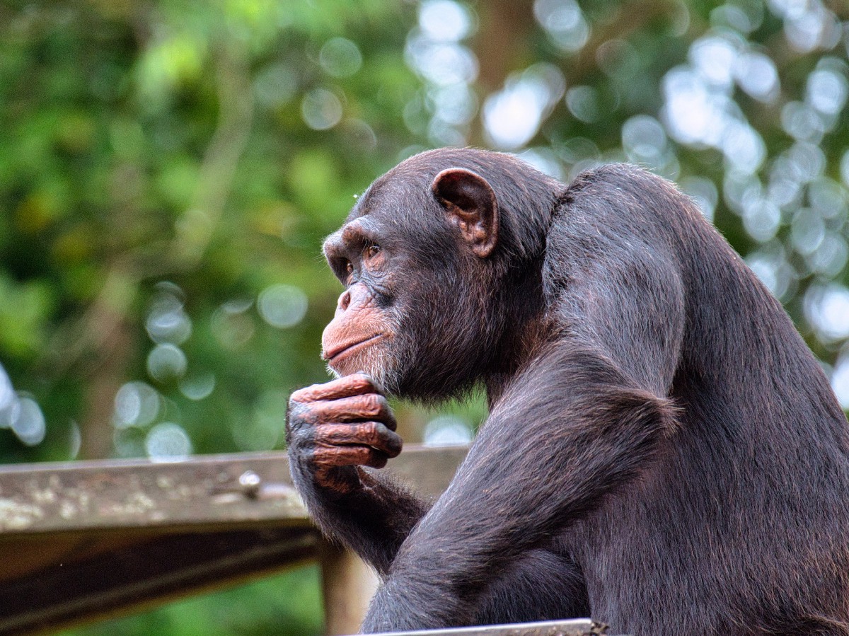 تسجيلات أصوات الشمبانزي تمدنا بنظرة ثاقبة على تطور اللغة البشرية!